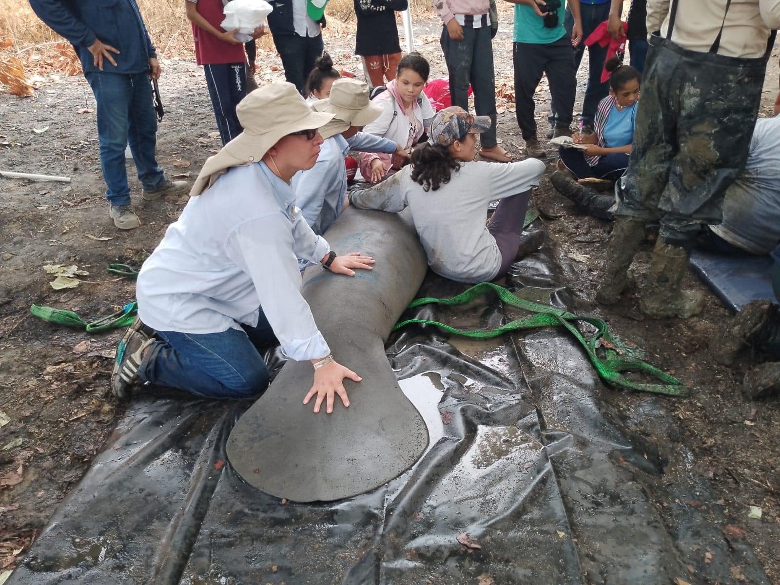 Sequía generó que manatíes quedaran estancados en ciénagas el sur del Cesar