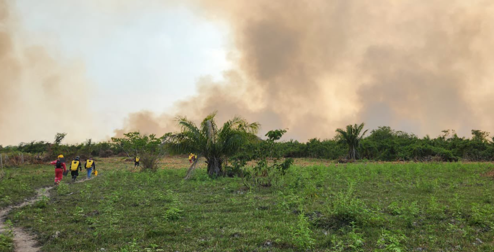 Más de 100 hectáreas de bosque se perdieron debido a 3 incendios forestales