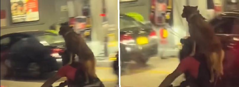 VIDEO. Perro se transporta en bicicleta sin arnés de seguridad