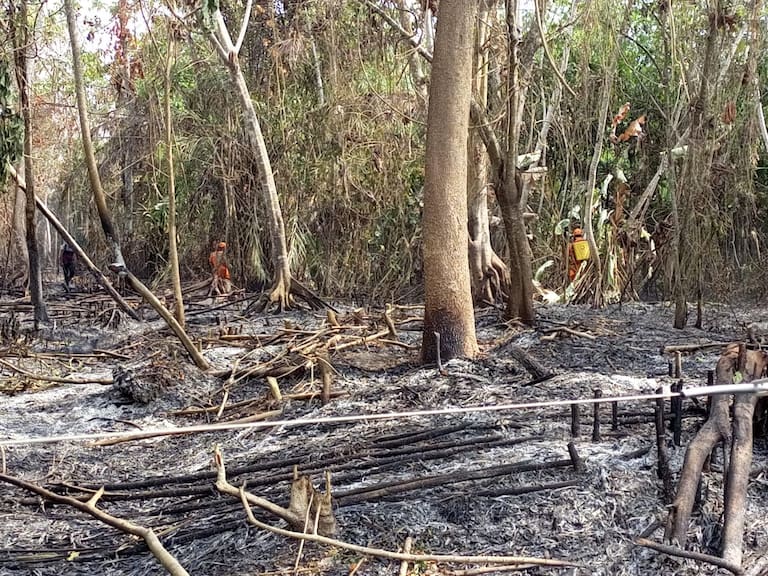 Incendios en Santander habrían sido originados por recolectores de miel de abejas