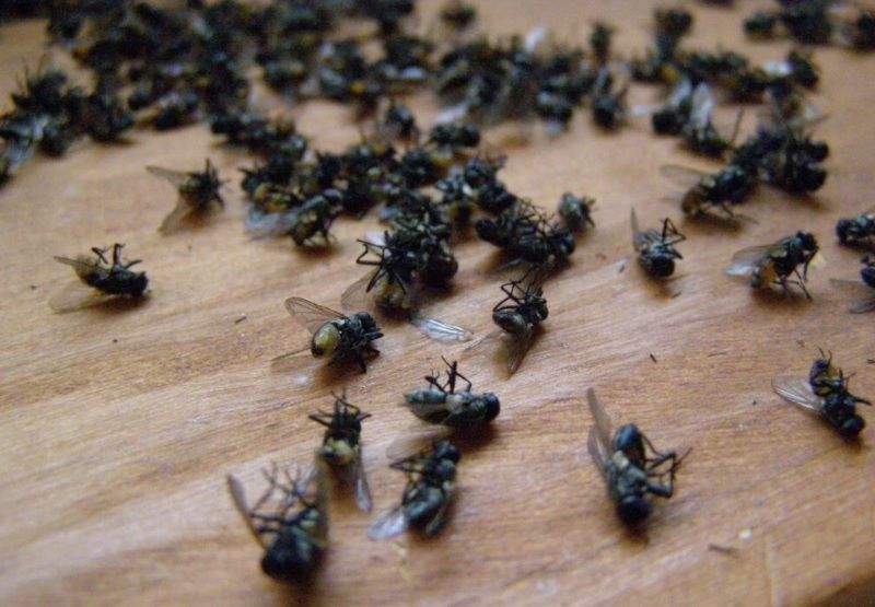 Habitantes de la Mesa de los Santos marcharán por el control de plagas de moscas