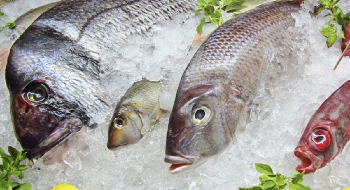 Colombianos consumirán 47,000 toneladas de pescado en Semana Santa