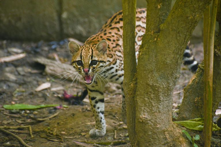 Recompensa de hasta $20 millones por fauna robada en Boyacá