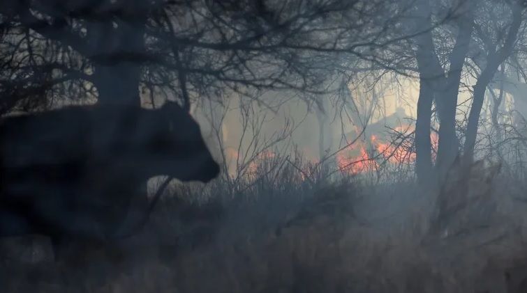 Tragedia en Texas: incendios destruyen miles de hectáreas y afectan a la ganadería