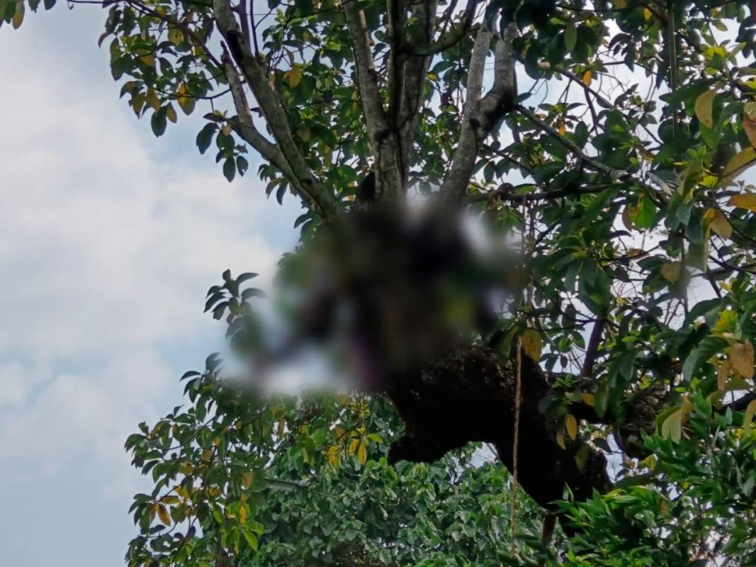 Por bajar un aguacate hombre murió rostizado en el Hato