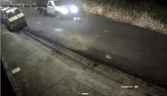 Inadaptado mató a una perrita en Rionegro y se dio a la fuga