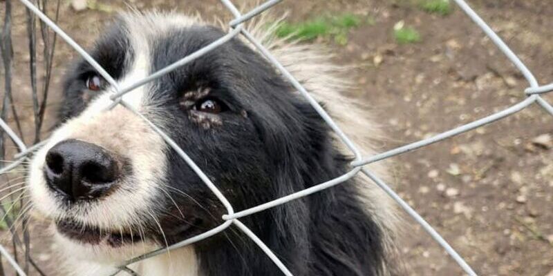 Tres personas deben responder ante la justicia por maltrato cruel a sus mascotas