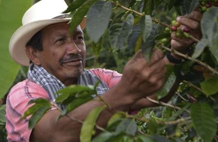 MinAgricultura impulsa el Fondo de Estabilización de Precios del Café