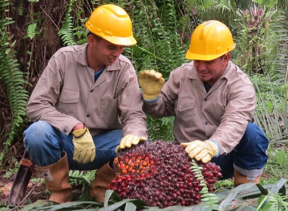 Producción de aceite de palma en Colombia cae en marzo, pero el sector mantiene indicadores positivos