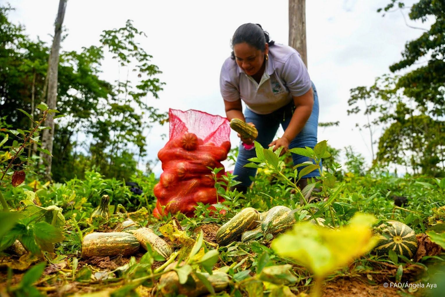 Planes de Desarrollo Municipales bien alimentados con la FAO en Colombia