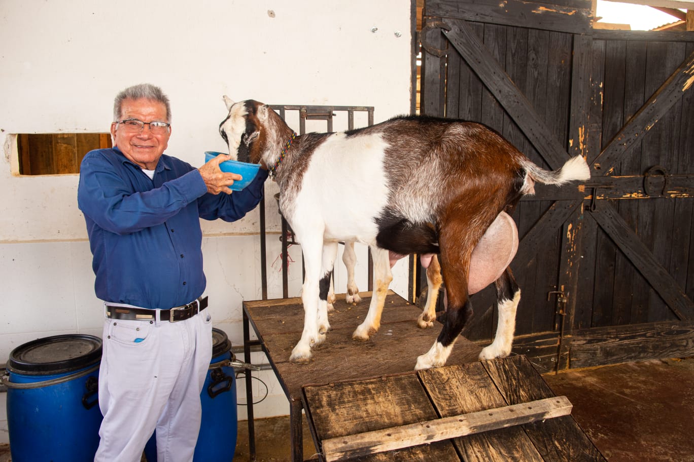 Cabras lecheras: negocio y seguridad alimentaria