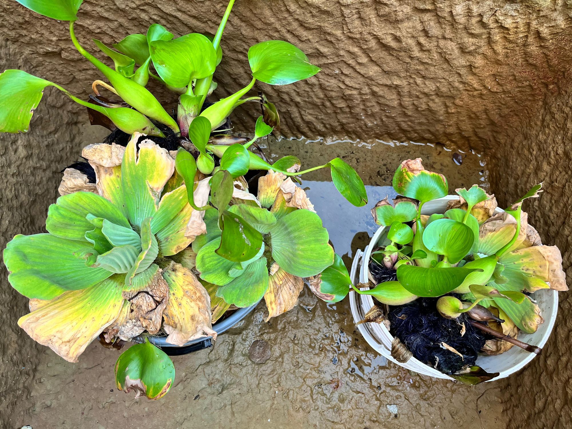 Se notifica quinta víctima por posible contagio de Dengue