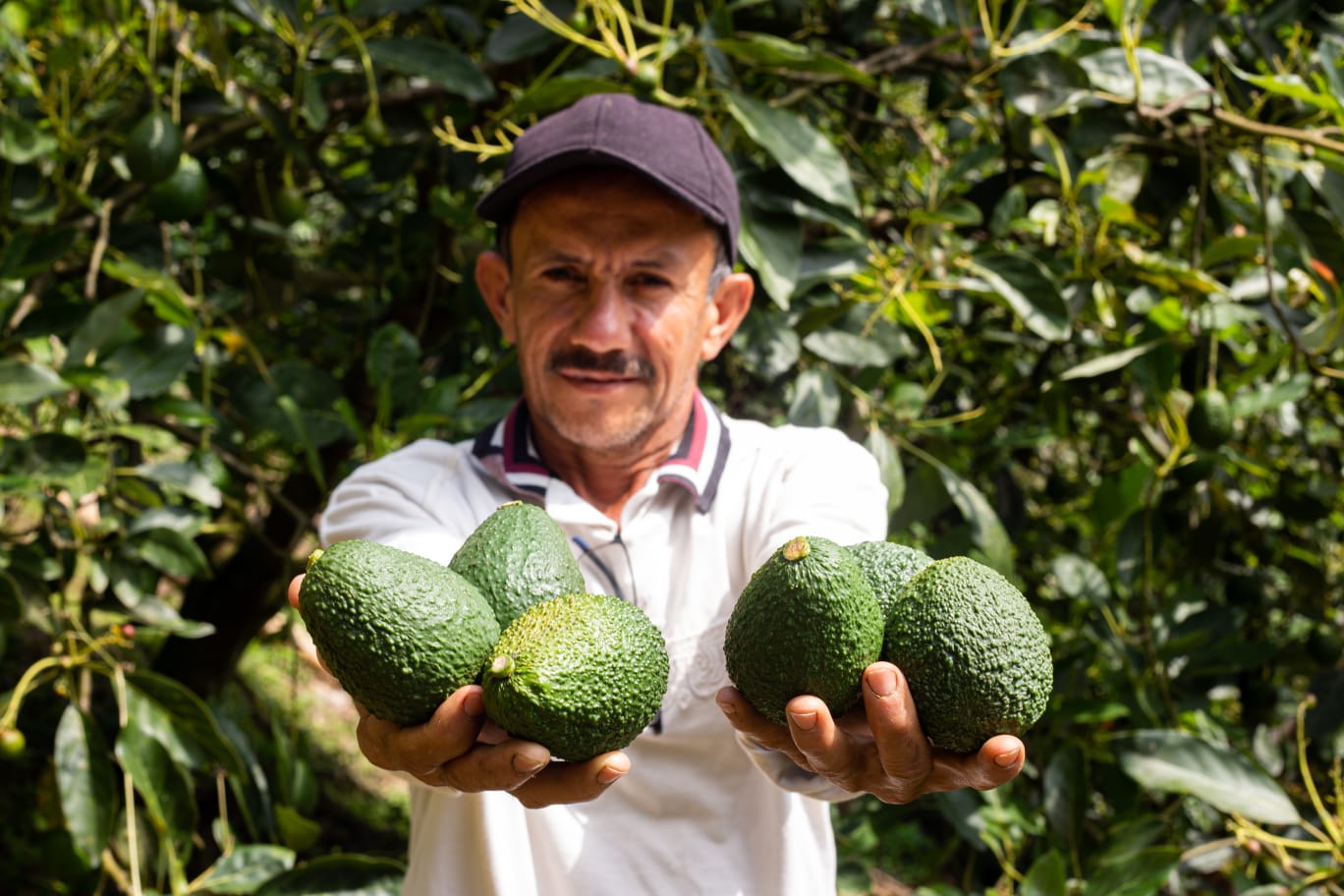 El aguacate que crece en la ‘Tierra Prometida’