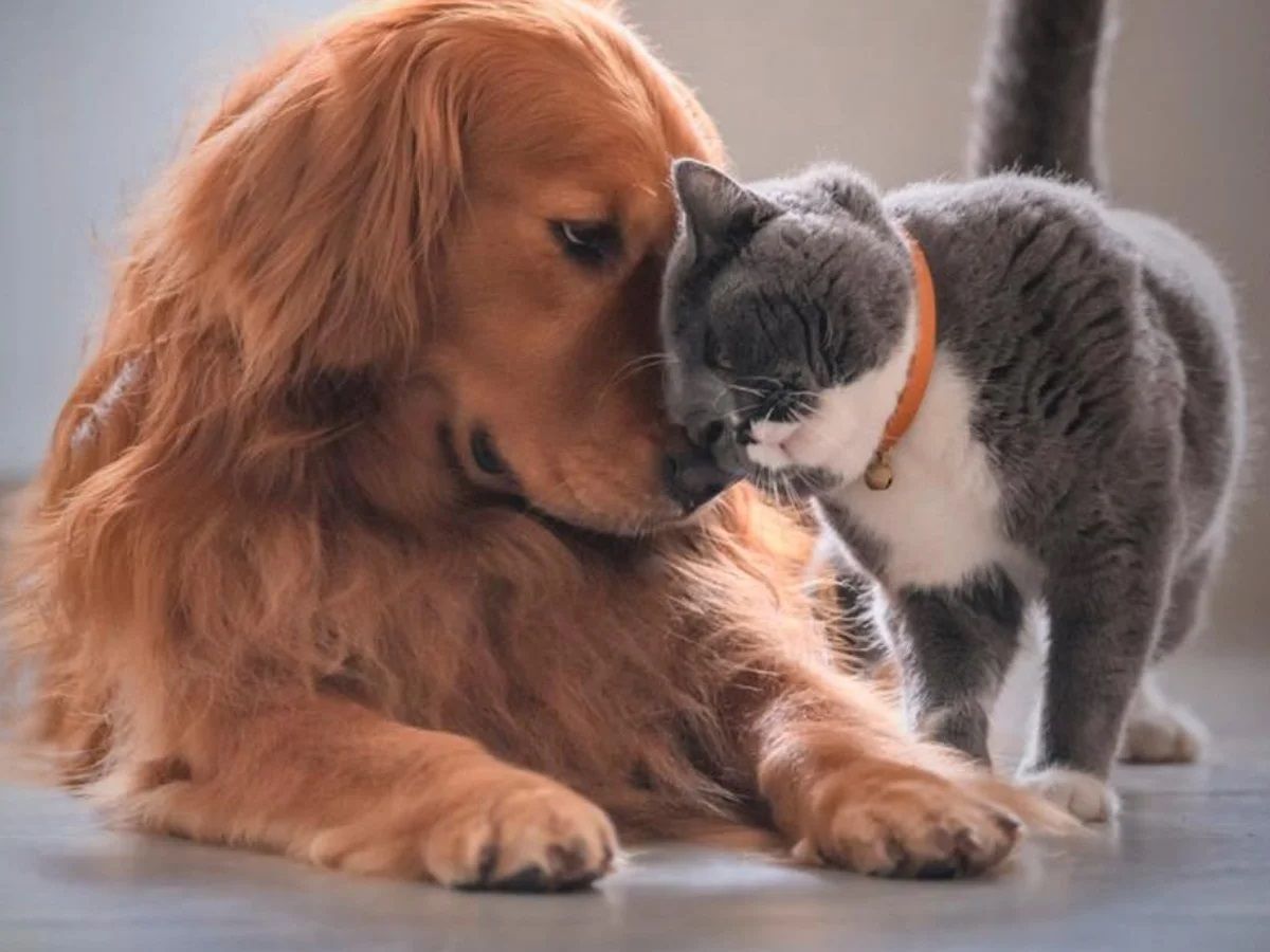 Iniciarán jornadas de adopción de ´peluditos’ en Bucaramanga