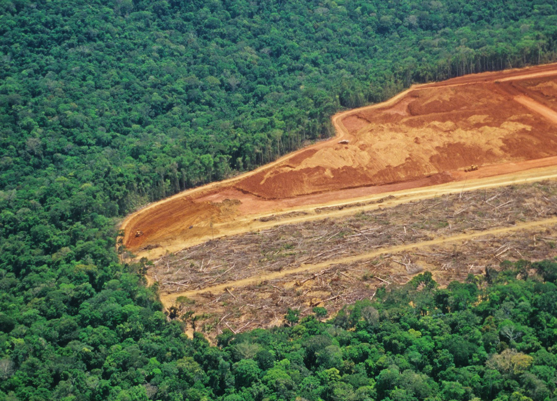 Pérdida de bosques en Colombia disminuyó 49% en 2023, revela prestigioso estudio internacional
