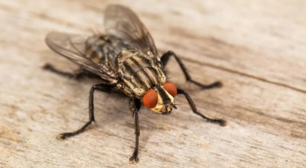 Autoridades ambientales toman medidas contra la invasión de moscas en Los Santos