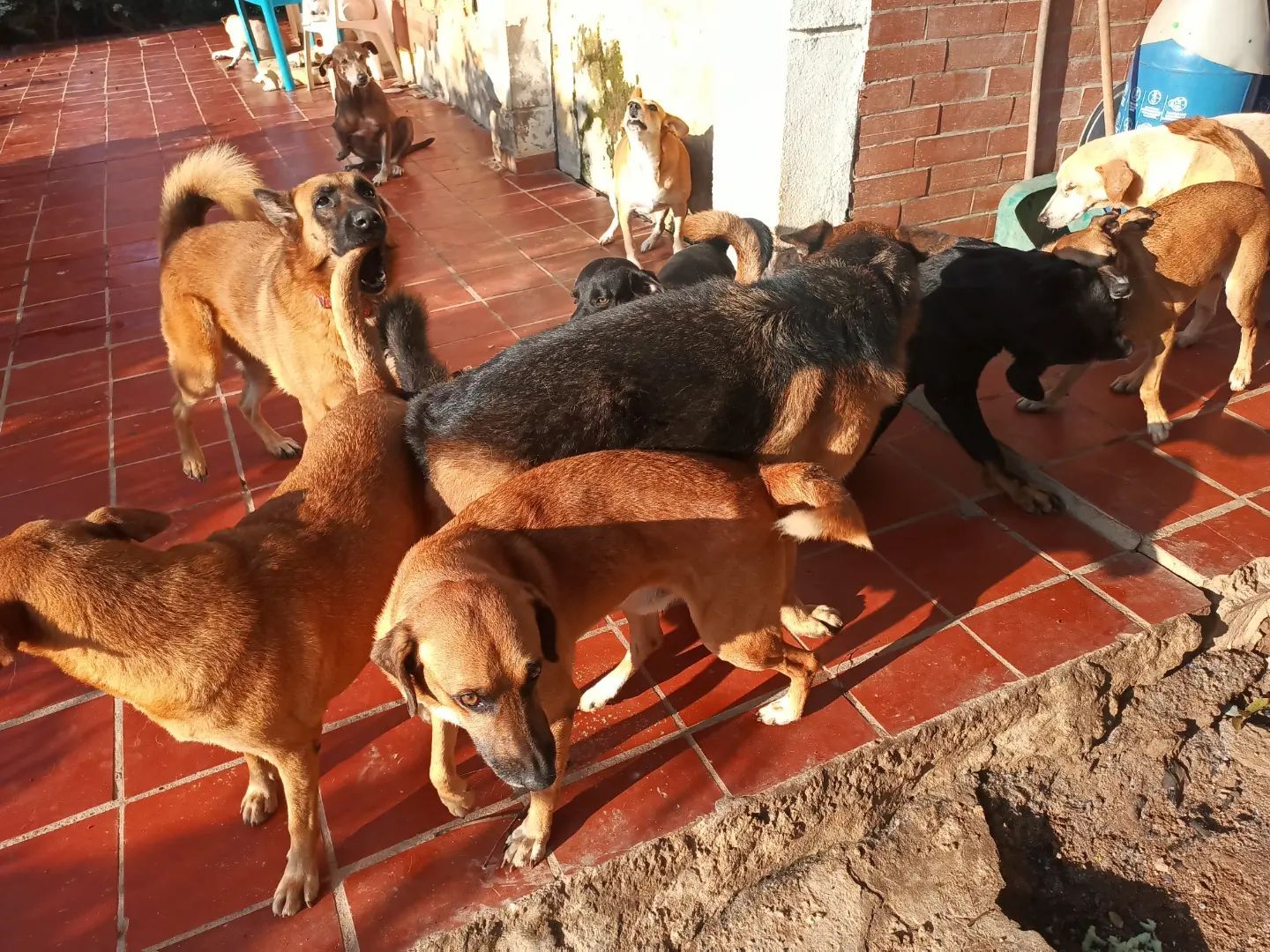 Fundación Damas enfrenta crisis económica y más de 100 animales podrían quedar sin hogar