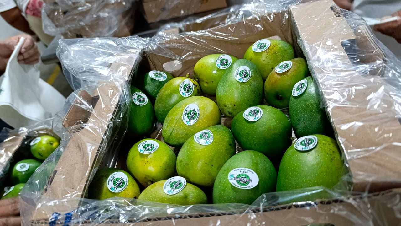 Mango de azúcar colombiano inundará el mercado en EE.UU.