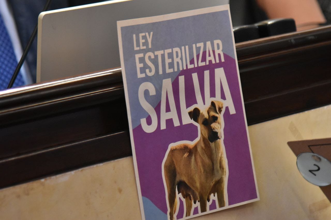 ¿Le interesa la protección animal? Así avanzan las iniciativas legislativas en favor de los peludos