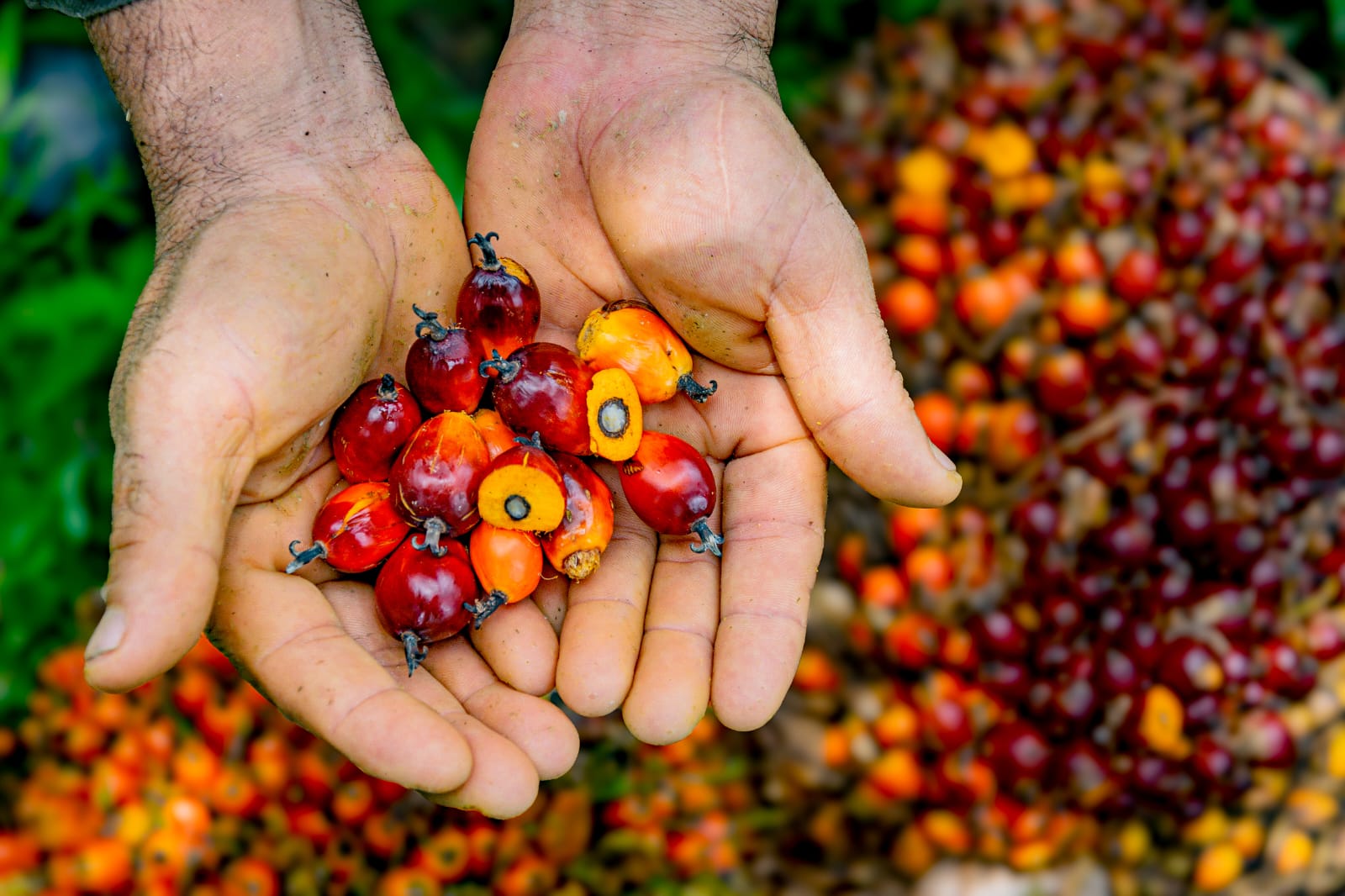 Llamado urgente al Gobierno para enfrentar la pudrición del cogollo