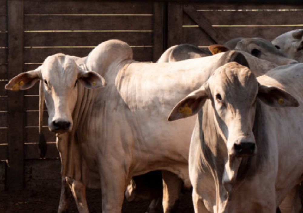 Reportan pérdidas millonarias y una menor productividad