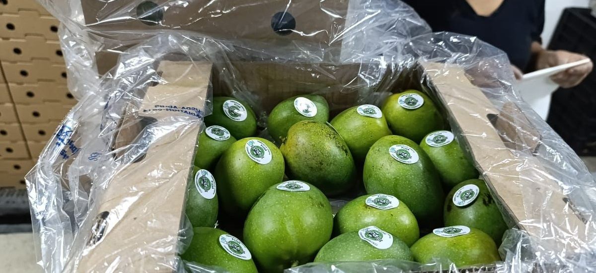Colombia exporta mango de azúcar a los Estados Unidos