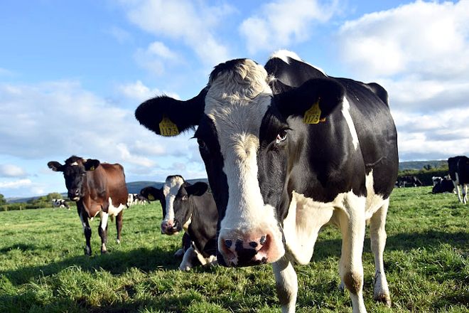 Gripe aviar llega a vacas, OMS insta a la vigilancia global