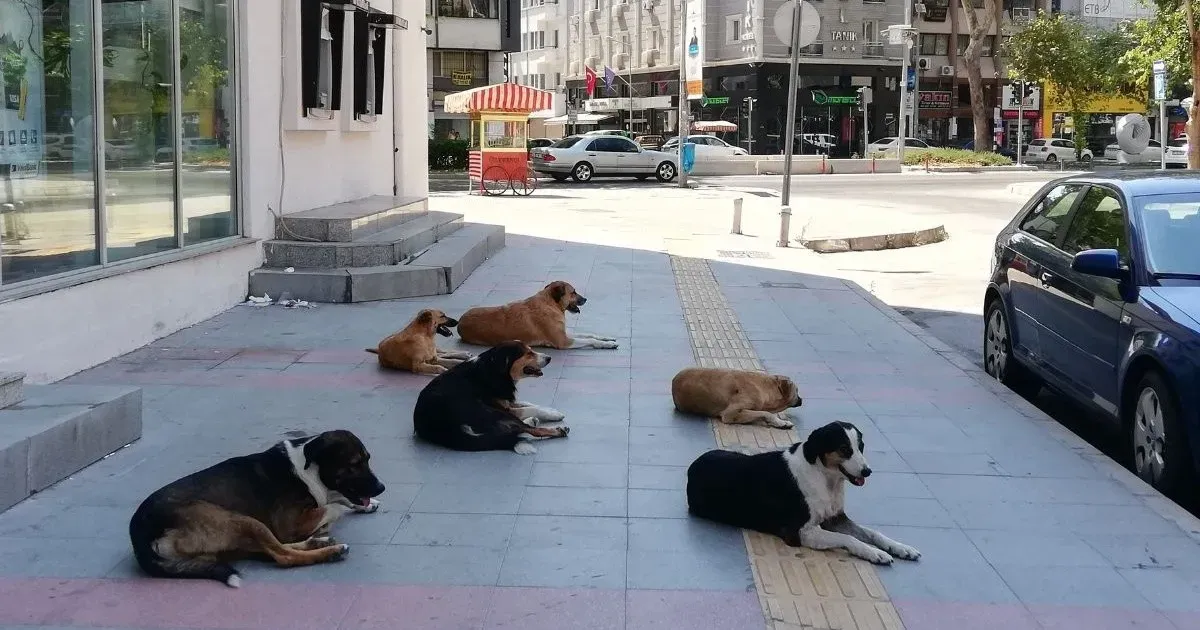 Estudian sacrificar a cuatro millones de perros callejeros