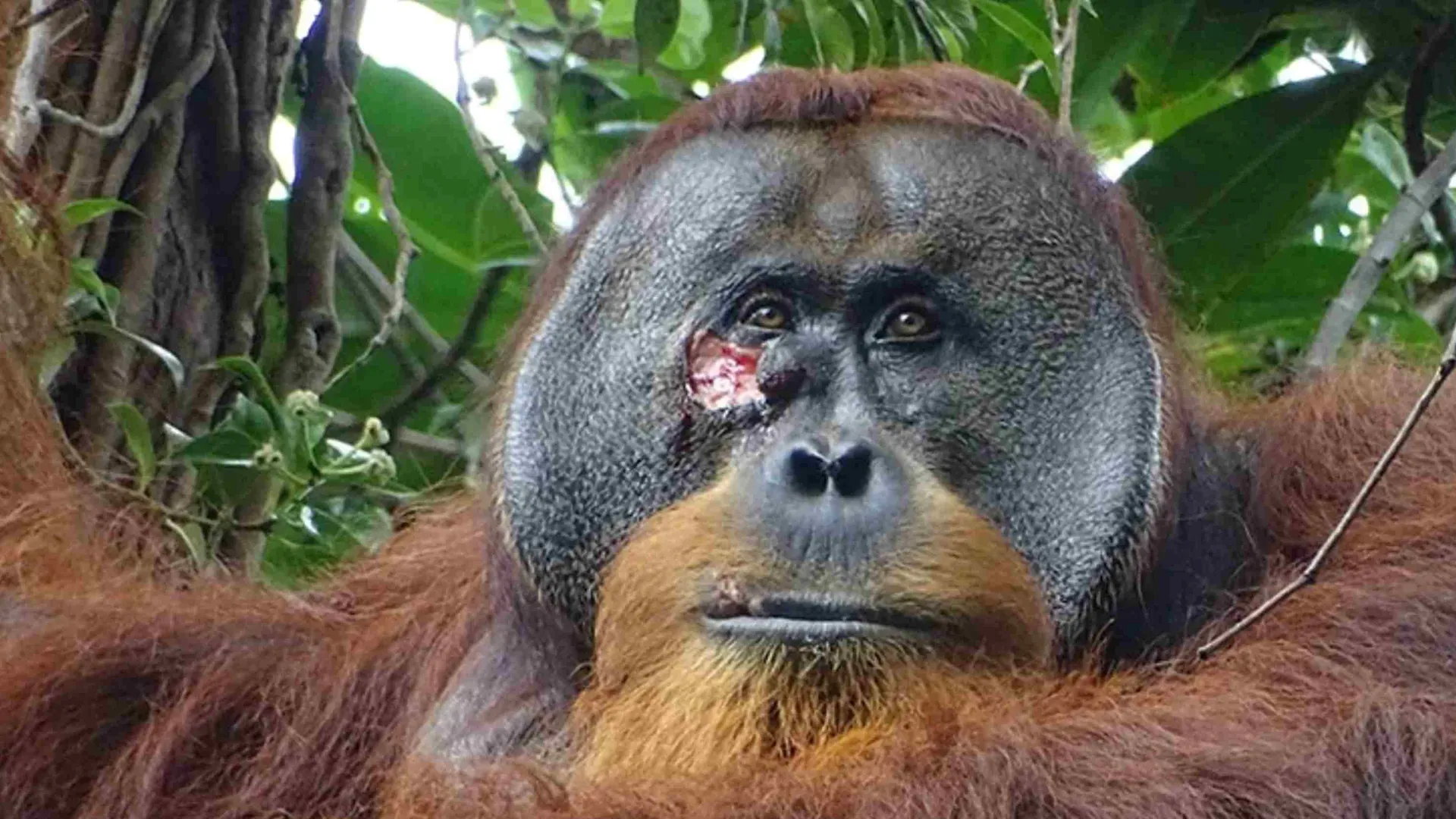 Orangután se cura a sí mismo con planta medicinal