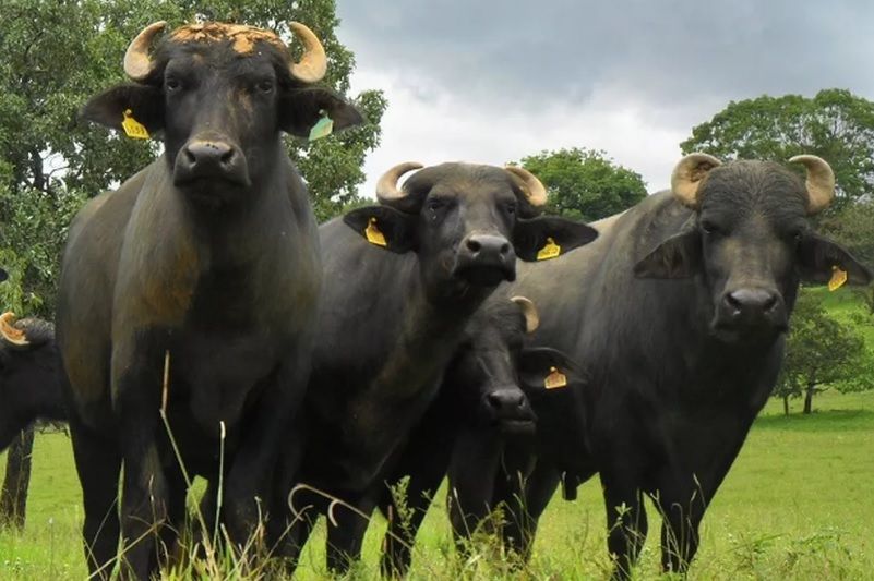Manatíes están en peligro por la presencia de búfalos en Santander