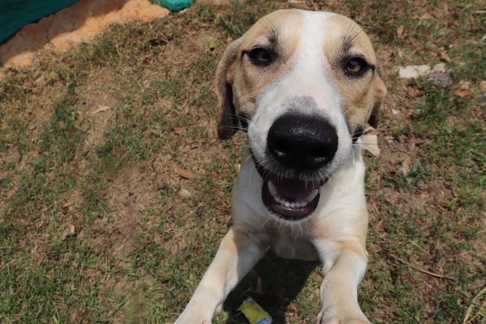 Lebrija realizará jornada de vacunación contra la rabia el 7 de junio