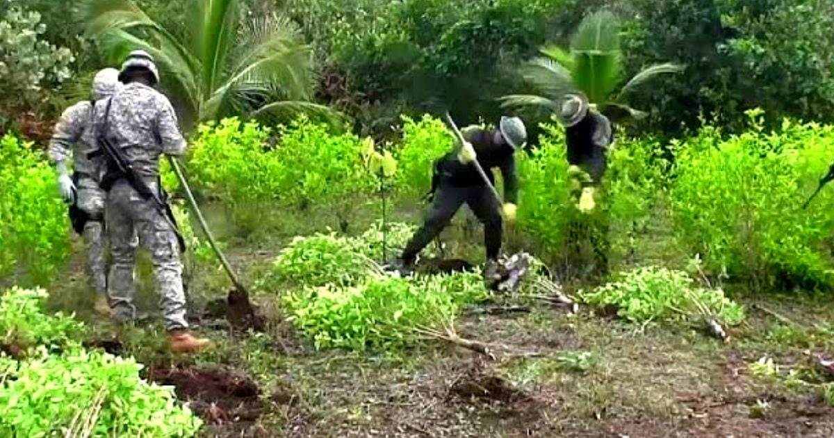 Corte Constitucional pidió a las autoridades respetar los acuerdos de sustitución para cultivos ilícitos