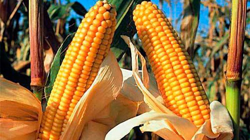 Seguridad alimentaria en alerta: de 7 toneladas de maíz que consumen los colombianos, 6 son importadas