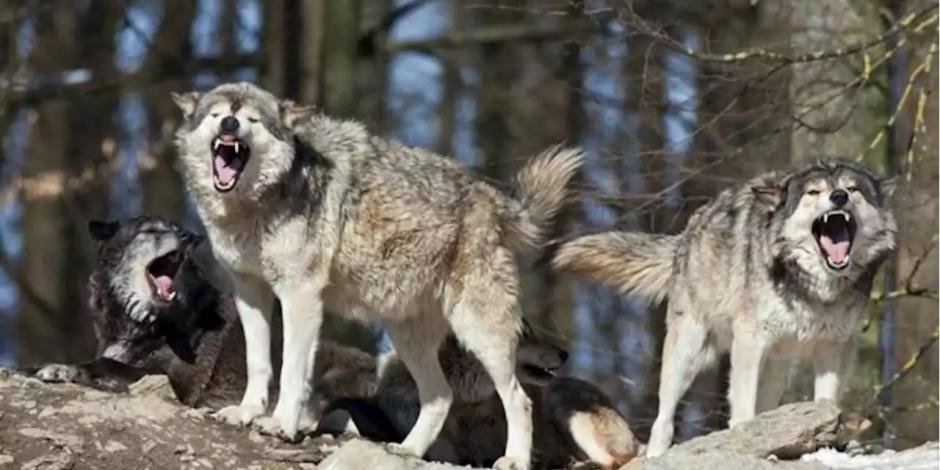 Lobos hieren de gravedad a una mujer en un zoológico
