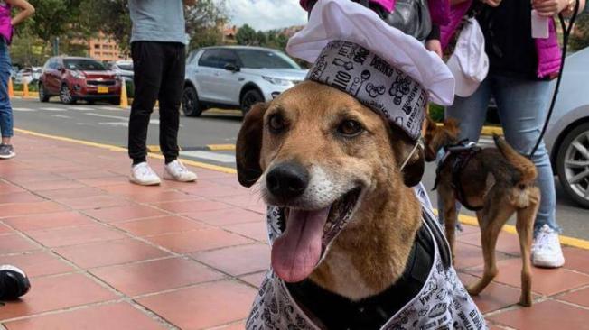 Otro evento raro en Colombia: Medellín será sede del primer Reinado Nacional de Mascotas
