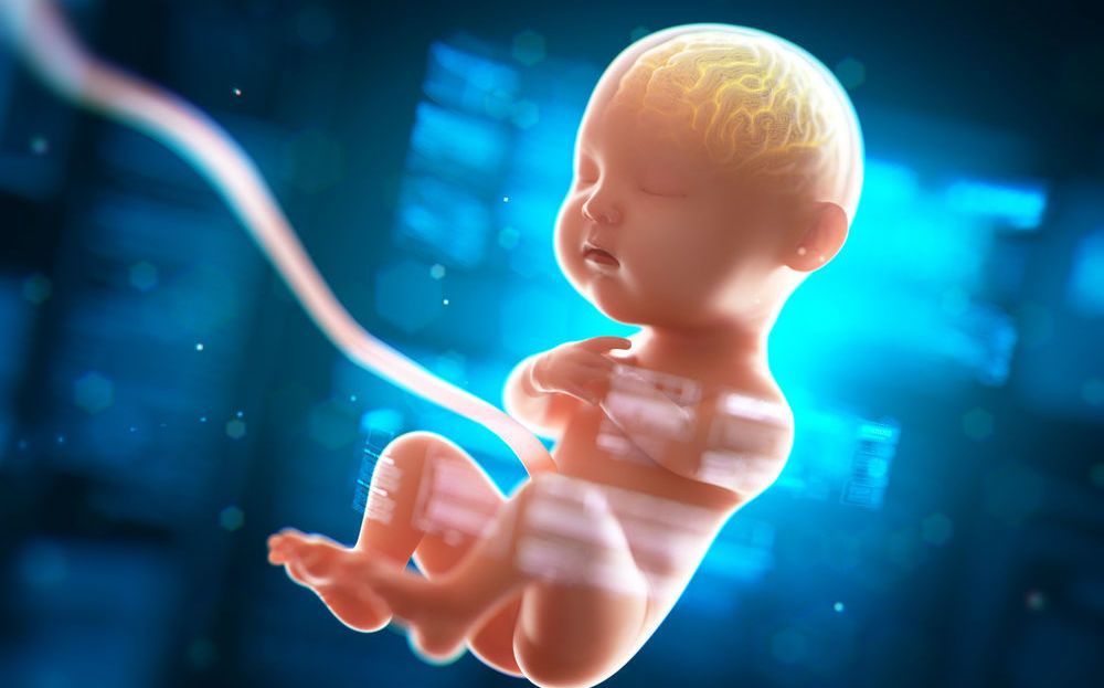 Primer vientre artificial ya es realidad