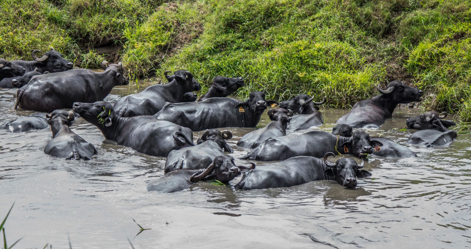 CAS implementa medidas para regular ganadería bufalina en Santander