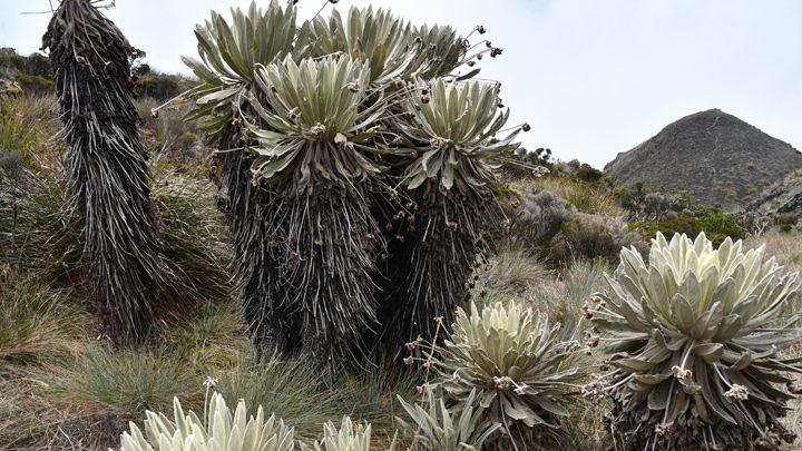 Alerta ecológica: fueron encontrados frailejones talados en Monguí