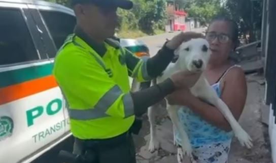 Perrito resultó apuñalado durante una riña en Magdalena Medio