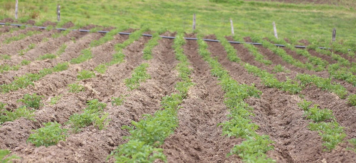 Colombia disminuyó la brecha de la pobreza para el sector campesino