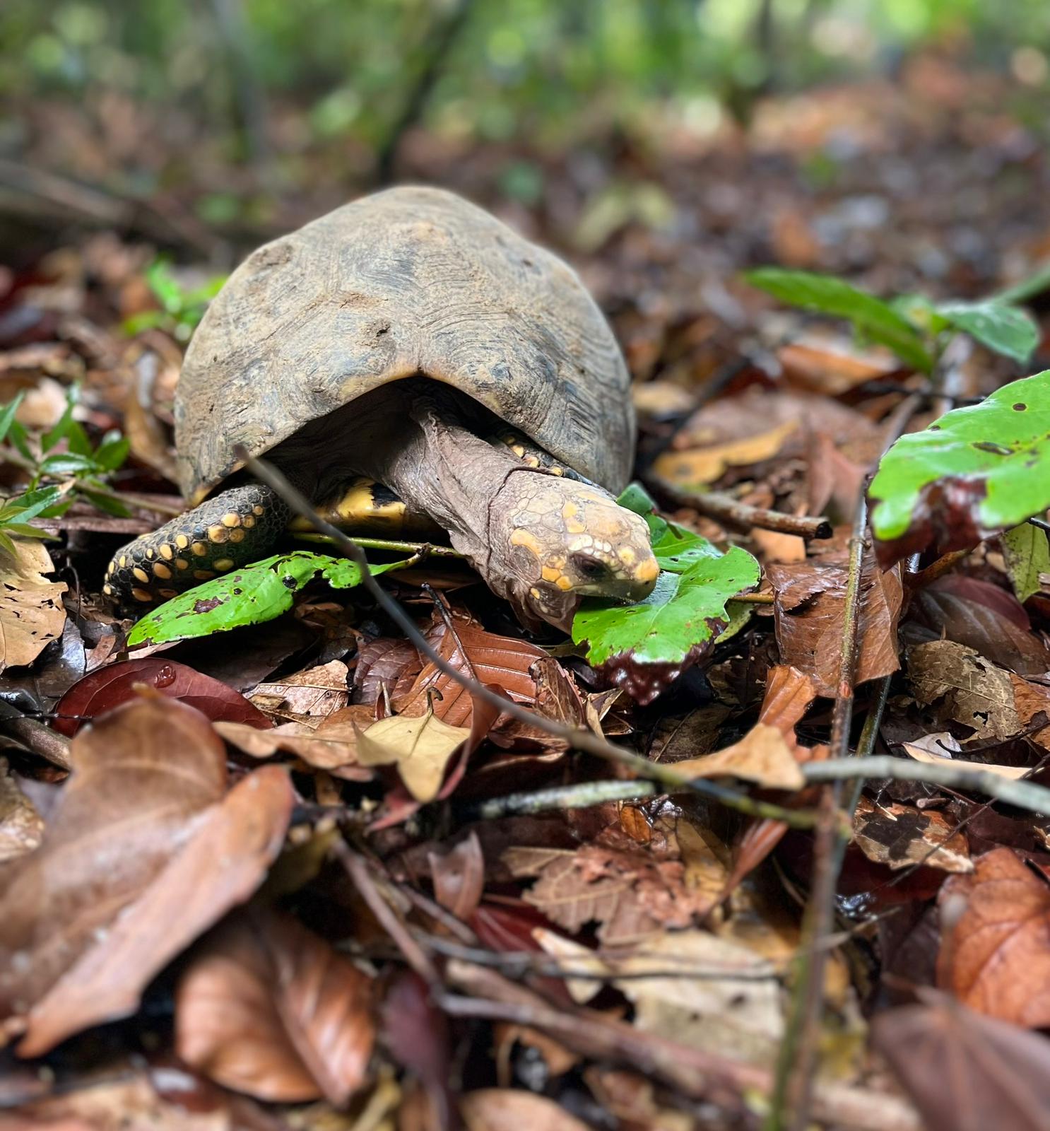 Emotivo reencuentro: regresan 90 tortugas a su hábitat natural