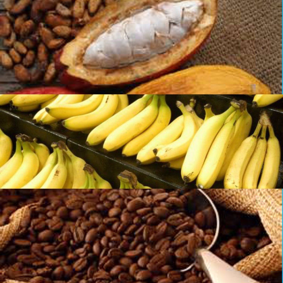 Sector agropecuario jalona el aumento económico en 2024