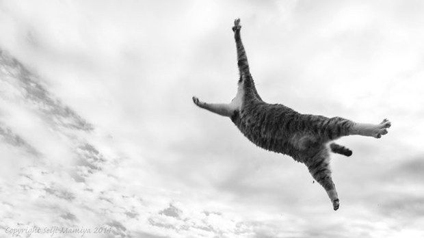 Joven lanzó una cría de gato desde un puente