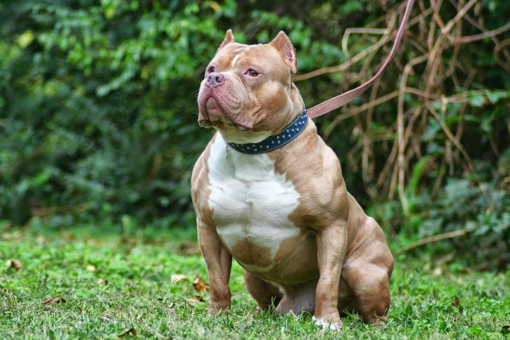 Irlanda prohíbe la raza de perro American Bully XL