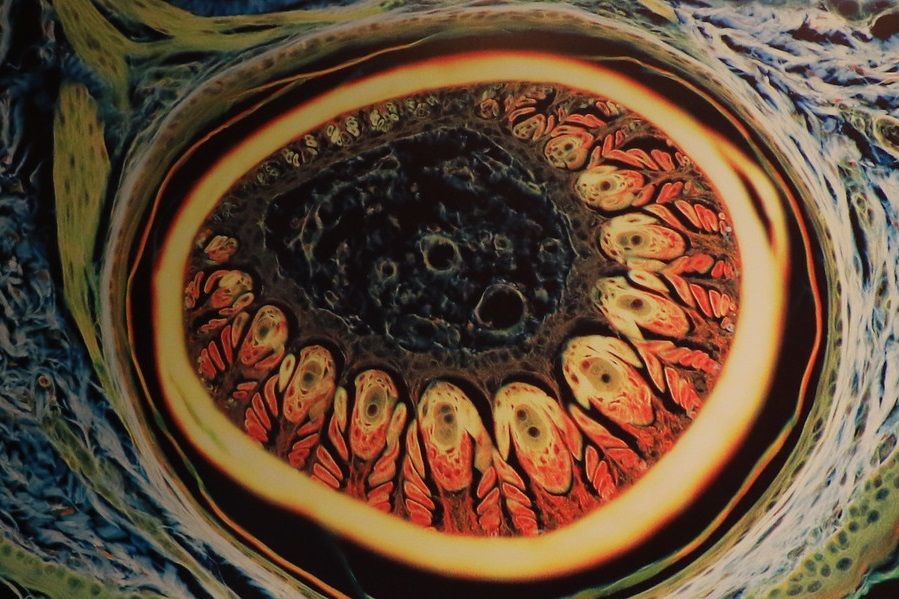 Exposición microfotográfica: UDES exhibe el arte oculto en la ciencia