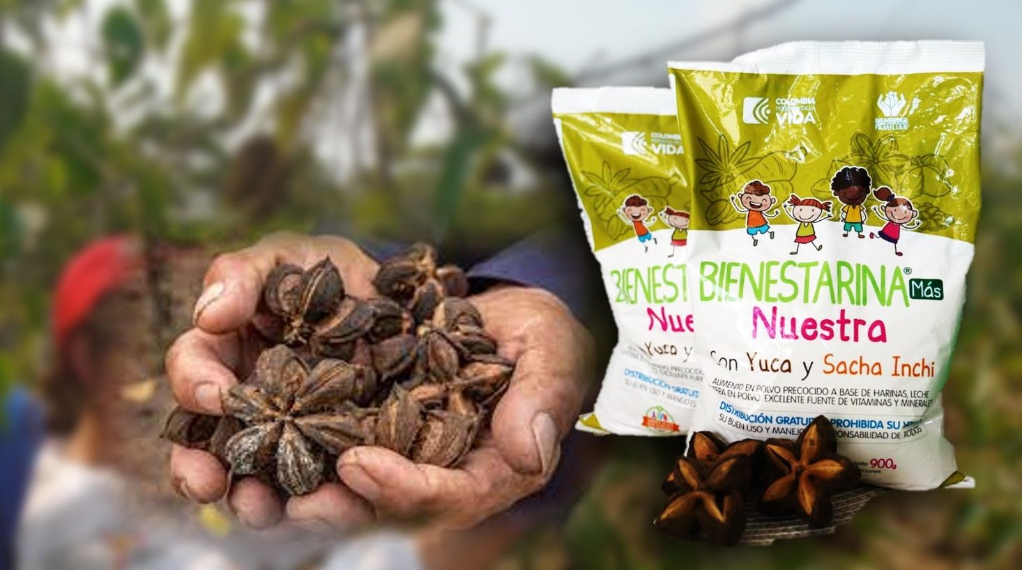 Bienestarina Más Nuestra con Sacha Inchi empieza a ser distribuida en Colombia