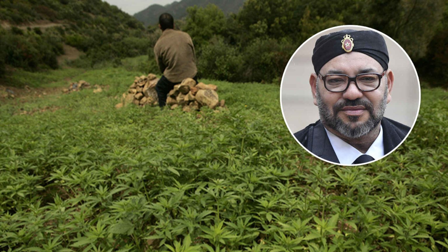 Indultan a miles de campesinos productores de cannabis