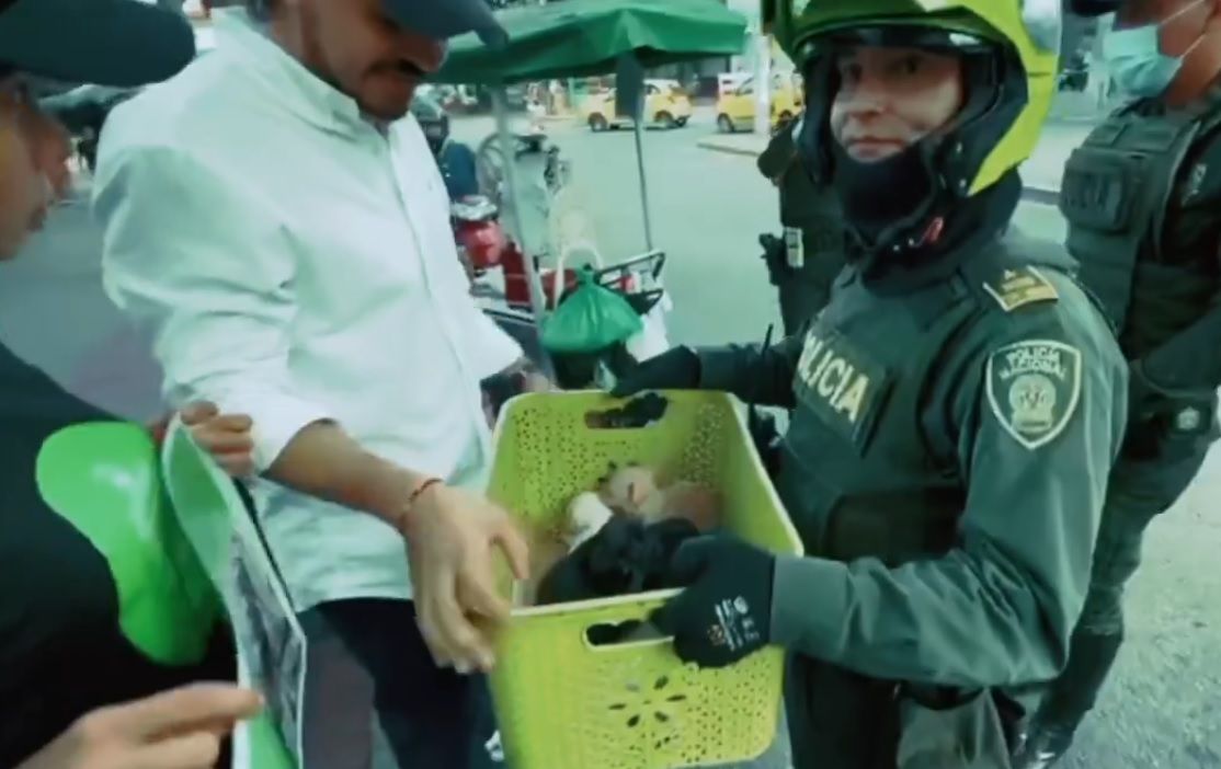 Avanza campaña en Bucaramanga contra la venta de animales en la calle