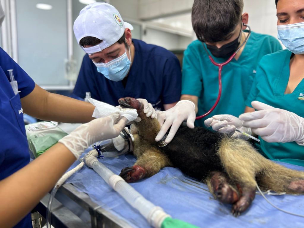 De las cenizas a la recuperación: Tamandúa mexicana fue rescatada del fuego en Girón
