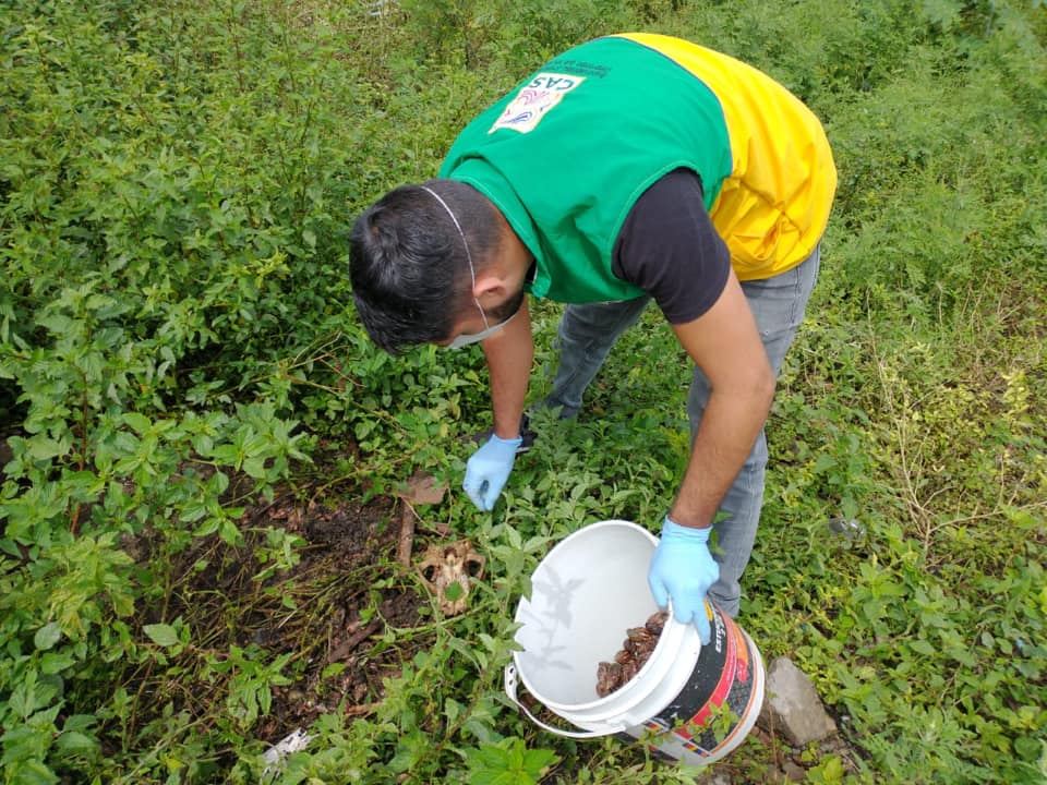 La CAS lanza plan de contención contra el Caracol Gigante Africano